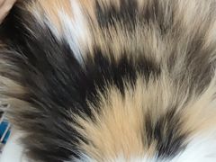 -翊宠yipet猫狗购宠庄园犬舍•猫舍