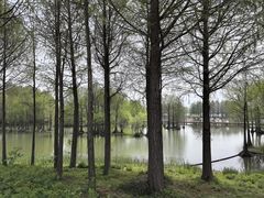 -贡湖湾湿地公园