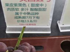 -马陆小张葡萄园农家乐