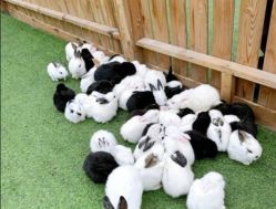 -萌宠亲子动物乐园(槐房万达店)