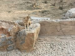 -太原动物园