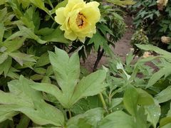 -莲花池公园