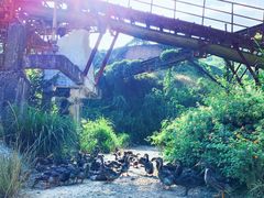 -黄埔油麻山森林公园