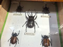 -上海大自然野生昆虫馆(东方明珠·爬宠昆虫探索中心)