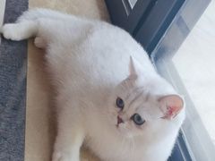 -lincat·猫舍(广州店)
