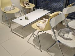 -怪兽屋·羊驼·猫咖·狗咖(俊华广场店)