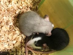 -藦茜花园宠物主题亲子互动体验馆(国顺东路店)