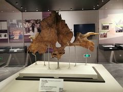 -北京周口店北京人遗址博物馆