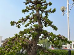 -石家庄市植物园