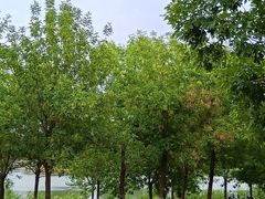 -马家湾湿地公园