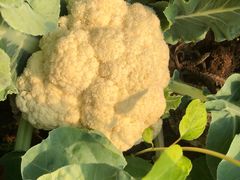 -万源龙顺度假庄园生态观光园