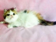 -Bastet sally猫舍购宠(静安店)