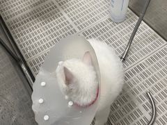 -北京观赏动物医院·24小时大型综合·猫专科·异宠专科