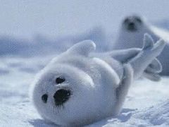 -L猪扒包(天河购书中心店)