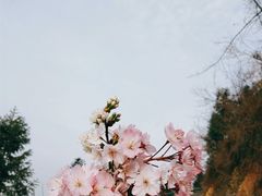 -樱花山风景区