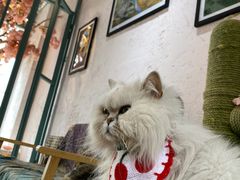 -喵屿·大理花园猫咖