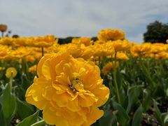 -上海鲜花港