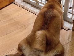 -是阿柴呀！柴犬咖啡·爱喵喵猫咖
