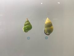 -青岛贝壳博物馆