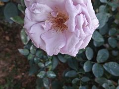 -人民公园(罗湖区)