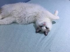 -喵的天空名猫咖啡馆·撸猫·猫舍·用品