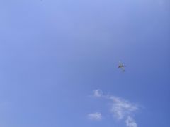 -高东镇樱花园