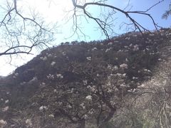 -北京鹫峰国家森林公园