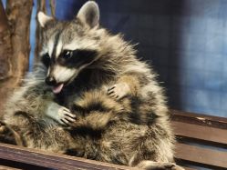 -酷嗒动物文化乐园(cutezoo西溪乐天城店)