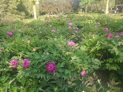 -莲花池公园