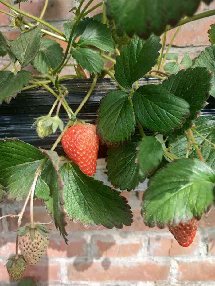 旺旺草莓采摘园-"几乎每年都到这边摘草莓,老板娘人很好,也.