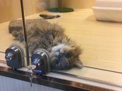 -momokira米努特·德文卷毛猫·棉花面纱犬
