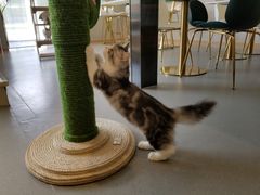 -飞行喵MR PILOT|猫舍·猫咖(静安大融城店)