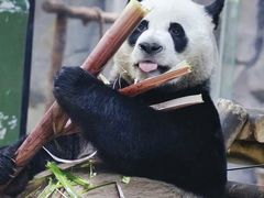 -栾川竹海野生动物园