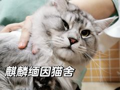 -十年猫舍·猫咪专门店(普陀店)