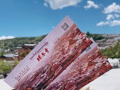 -塔尔寺菩提树