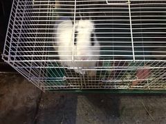 -京北渔家傲