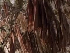 -波斯托伊纳溶洞