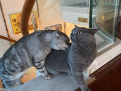 -Catmate·猫肥家润(金润铂宫店)