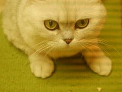 -猫和宫(六道口店)