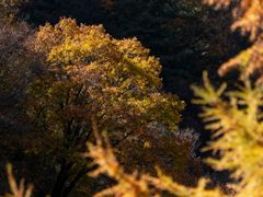 -黑河国家森林公园