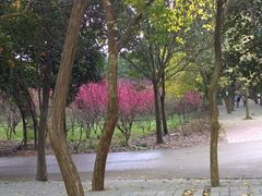 -南宁花花大世界景区