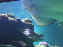 -悉尼海洋生物水族馆