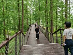 -黄海国家森林公园