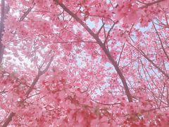 -绵阳盛世樱花悠乐谷