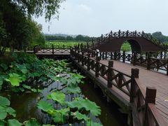 -荷塘月色湿地公园·向阳花洲