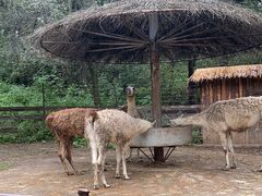 -沈阳森林动物园
