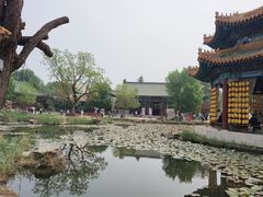 -曹州牡丹园