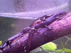 -上海大自然野生昆虫馆