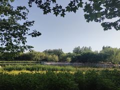 -大兴滨河森林公园