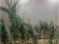 -鸽子窝(宋庄店)